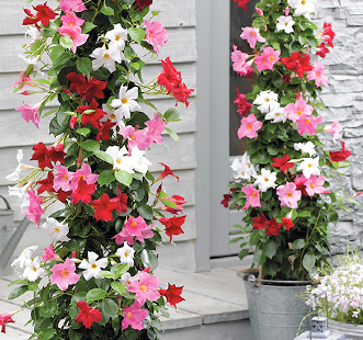 Багаторічні квіти