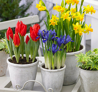 Цибулини квітів Найкраща покупка