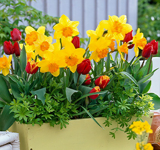 Цибулини квітів Стар Кепперлайн