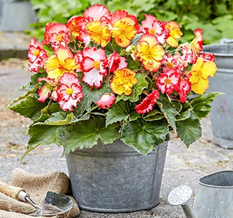 Цибулини квітів весна