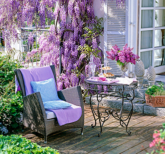 Декоративні рослини