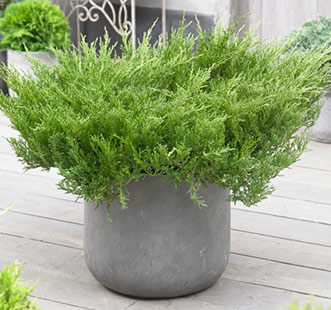 Хвойні чагарники