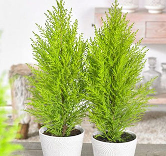 Хвойні дерева