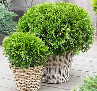 Хвойні рослини