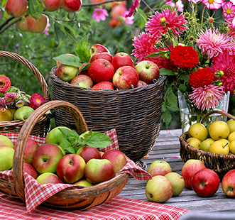 Колоновидні дерева