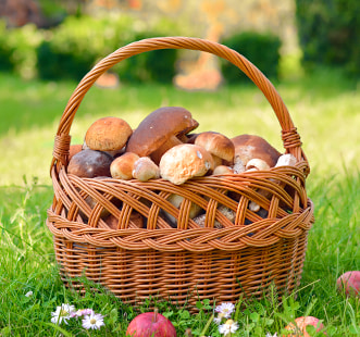 Міцелій грибів