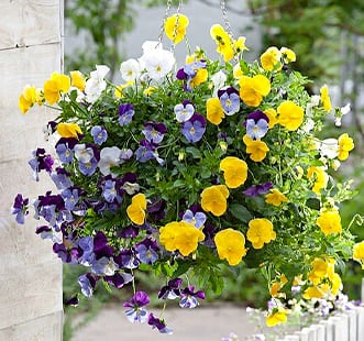 Насіння ампельних квітів