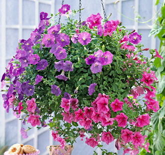 Насіння багаторічних квітів