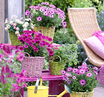 Насіння дворічних квітів