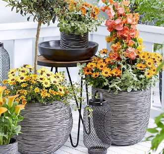 Насіння кімнатних квітів