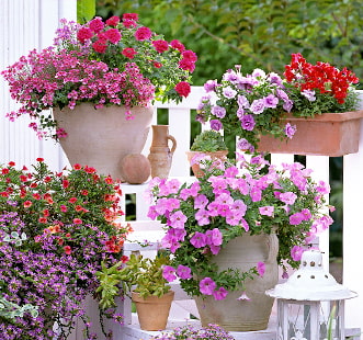 Насіння квітів