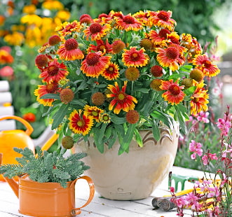 Насіння однорічних квітів