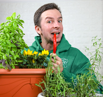 Насіння овочів