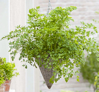 Насіння пряних культур