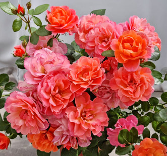 Троянда Sugar Candy Rose