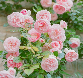 Троянди англійські