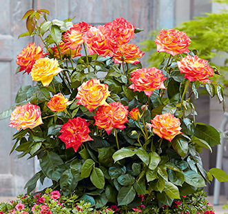 Троянди чайно-гібридні