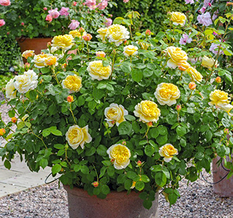 Троянди флорібунда