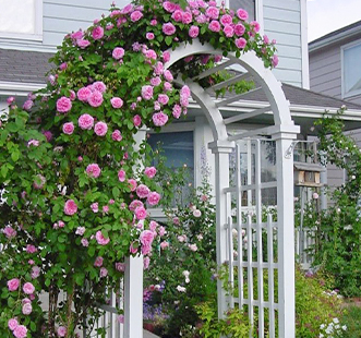 Троянди плетисті