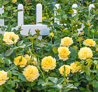 Троянди спрей