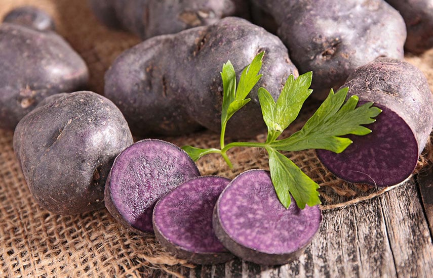 фиолетовая картошка польза и выращивание