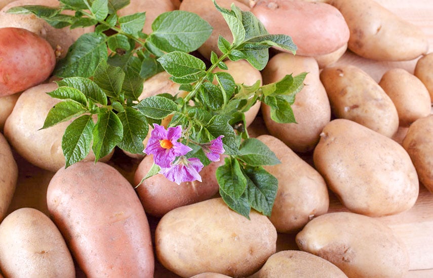 Картофель - посадка и выращивание в Украине