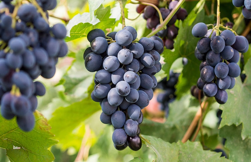 Виноград для начинающих: советы по посадке, обрезке и уходу