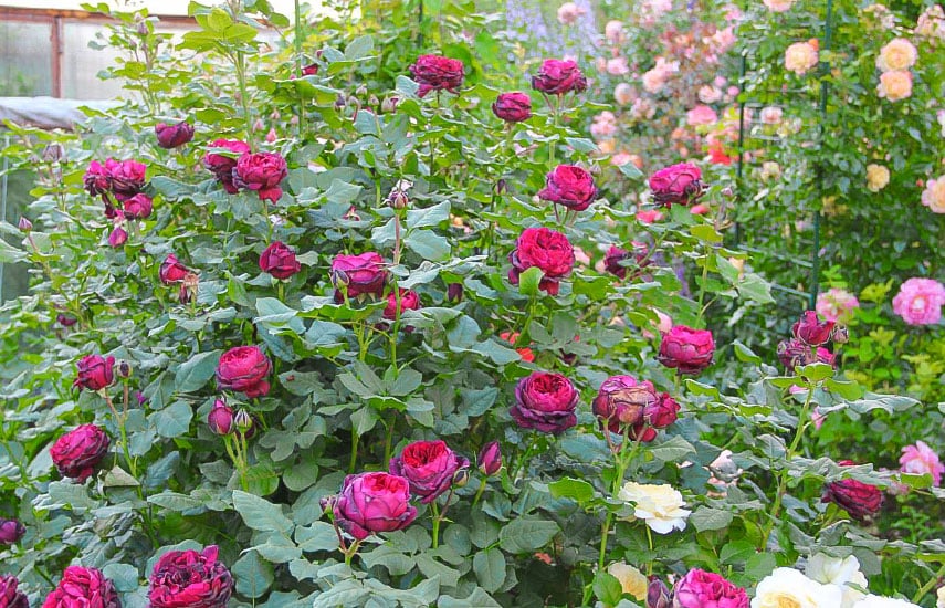 высадка розовых кустов