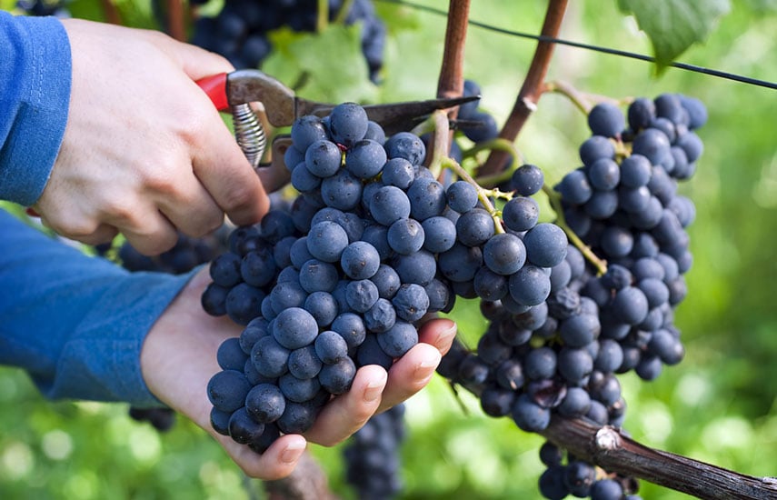 Виноград для начинающих: советы по посадке, обрезке и уходу
