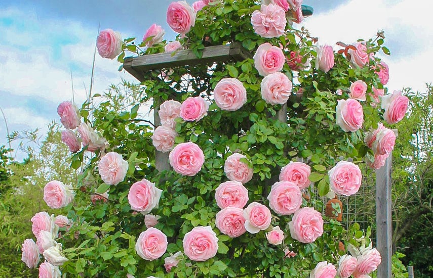 Опора для плетистых роз и техника их выращивания
