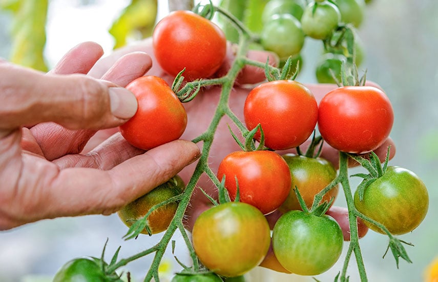 Как правильно ухаживать за разными сортами томатов: полезные советы