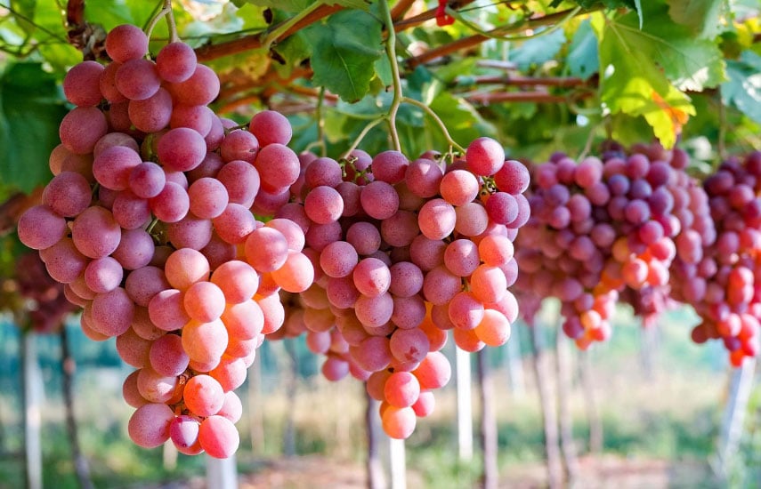 Какой виноград посадить на даче и как за ним ухаживать
