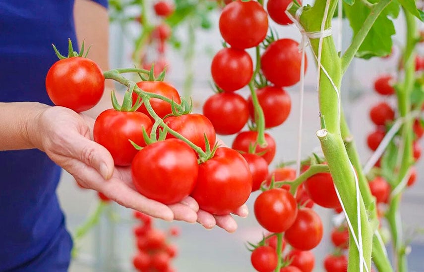 Що таке розпушування помідорів?