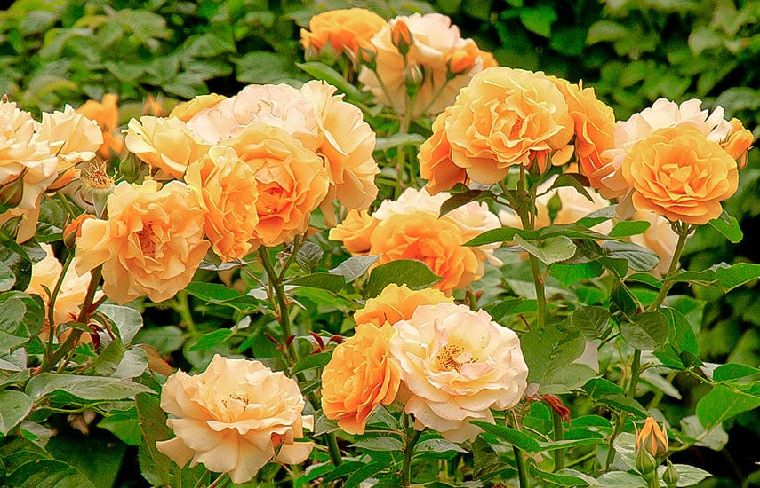 Как правильно посадить розы в саду: делимся советами и секретами