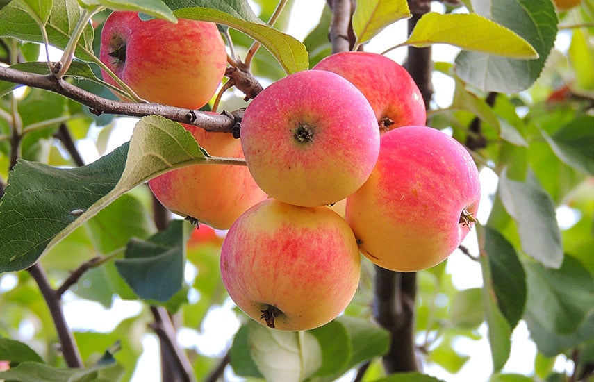 какую яблоню лучше посадить, если близко грунтовые воды