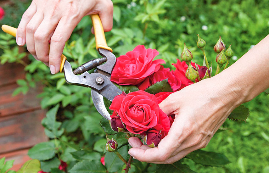 Как правильно обрезать розы