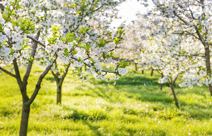 сроки подкормки яблонь весной