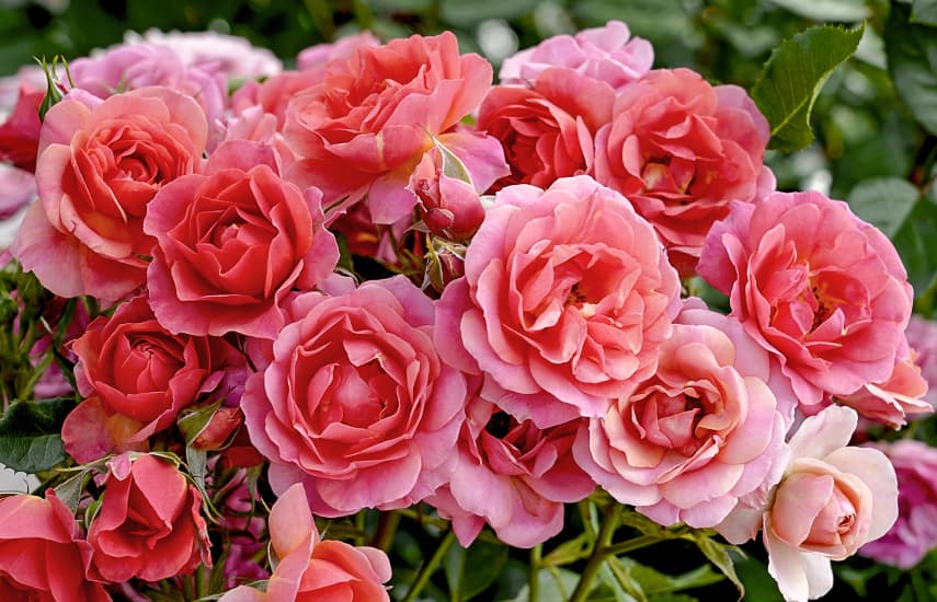 Як правильно доглядати за сортами троянд Кордес