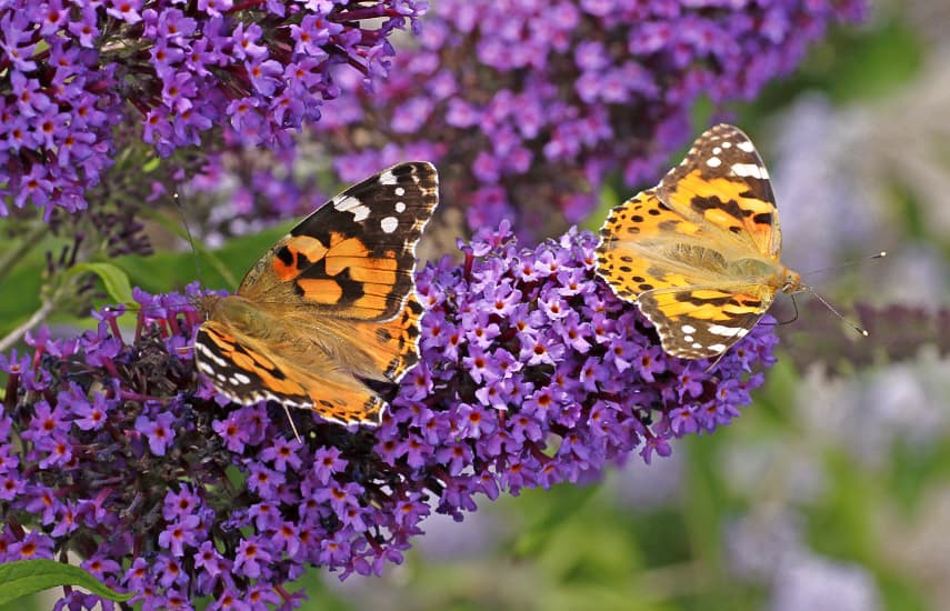 метелики в саду