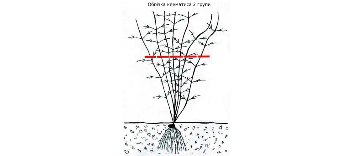 Як обрізати клематис 2 групи