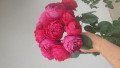 upload_img1