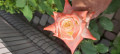 upload_img1