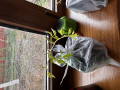 upload_img1