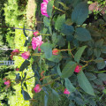 upload_img1