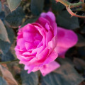 upload_img1