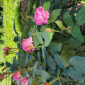 upload_img1