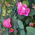 upload_img1