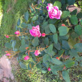 upload_img1