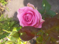 upload_img1