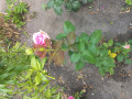 upload_img1